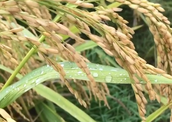 汝南县:无人机“一喷三防”确保夏粮丰收