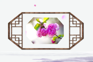 芍药的香气怎么形容?芍药花为什么叫将离?