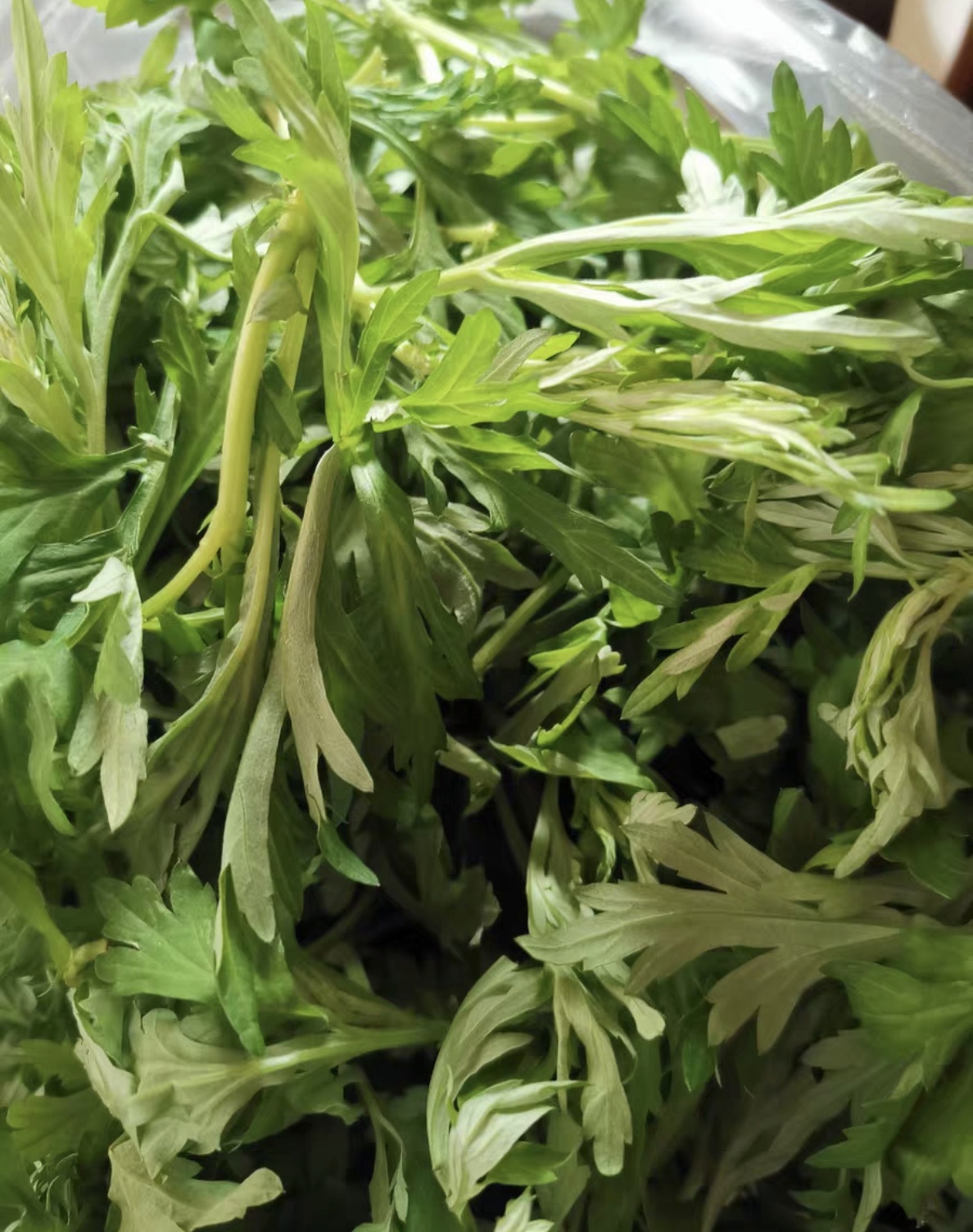 几月的艾草药效最好?艾草怎么用效果最好?