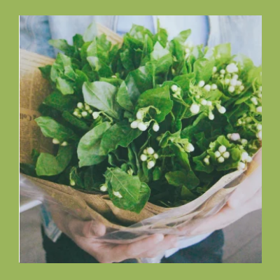 茉莉花什么时候开花?茉莉花的养殖方法和注意事项有哪些?