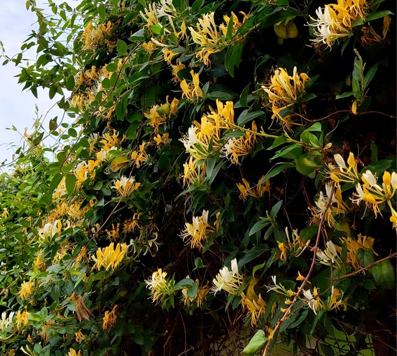金银花怎么烘干?金银花烘干前要洗吗?